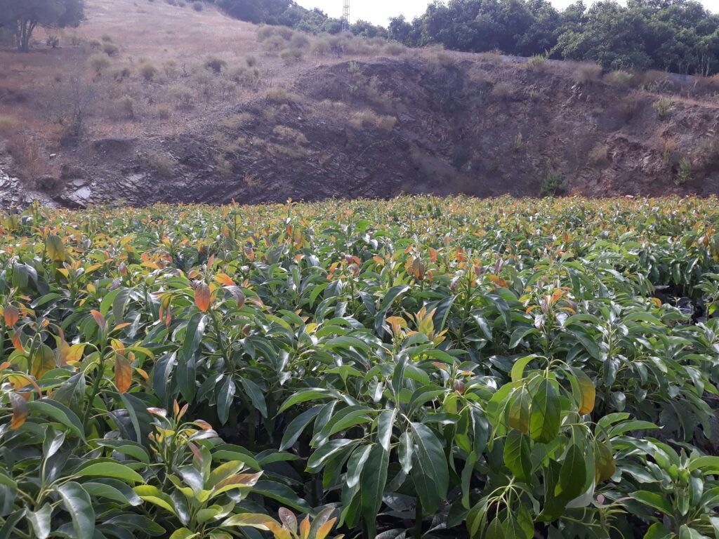 Plantación de aguacates