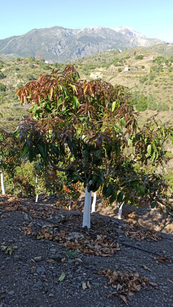 Árbol de aguacates