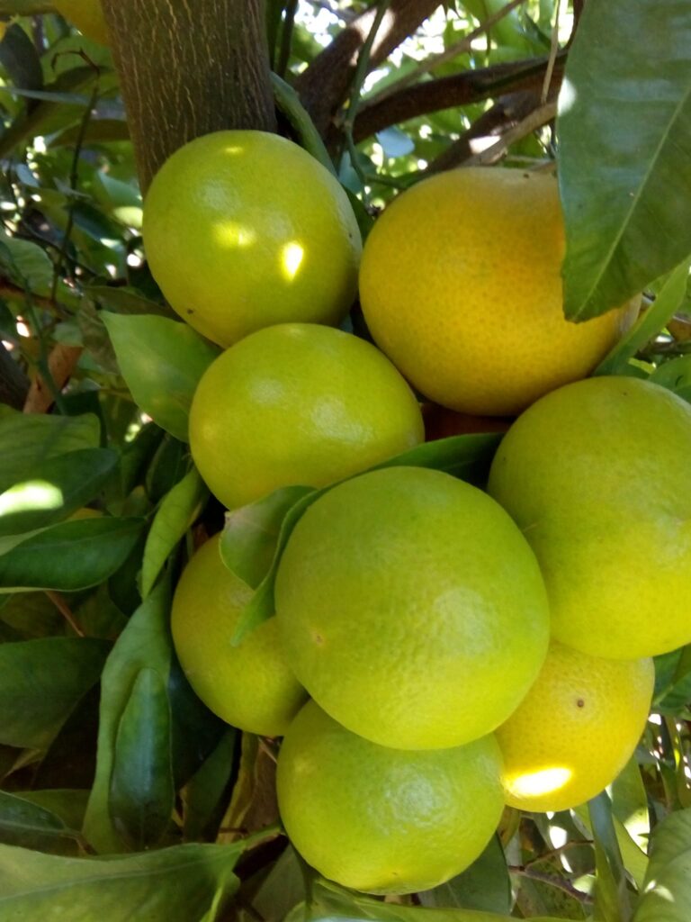 Plantación de cítricos