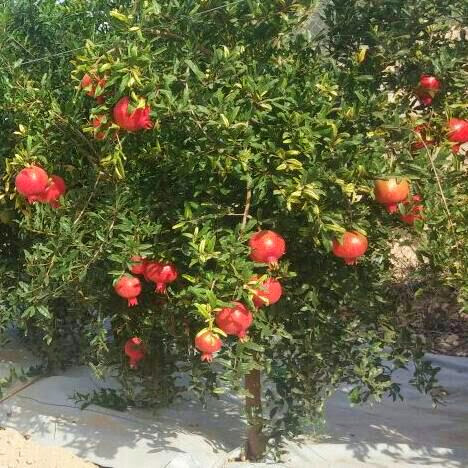 Árbol frutal de La Axarquía