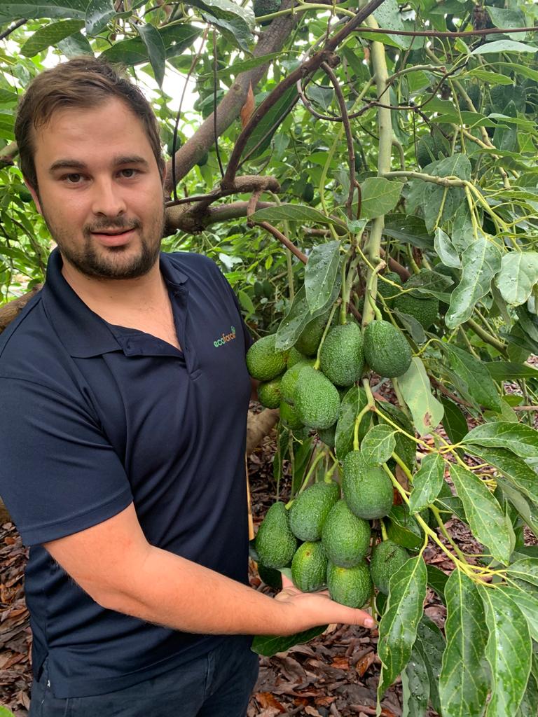 Profesional de Agroviñuela en una plantación de aguacates en La Axarquía